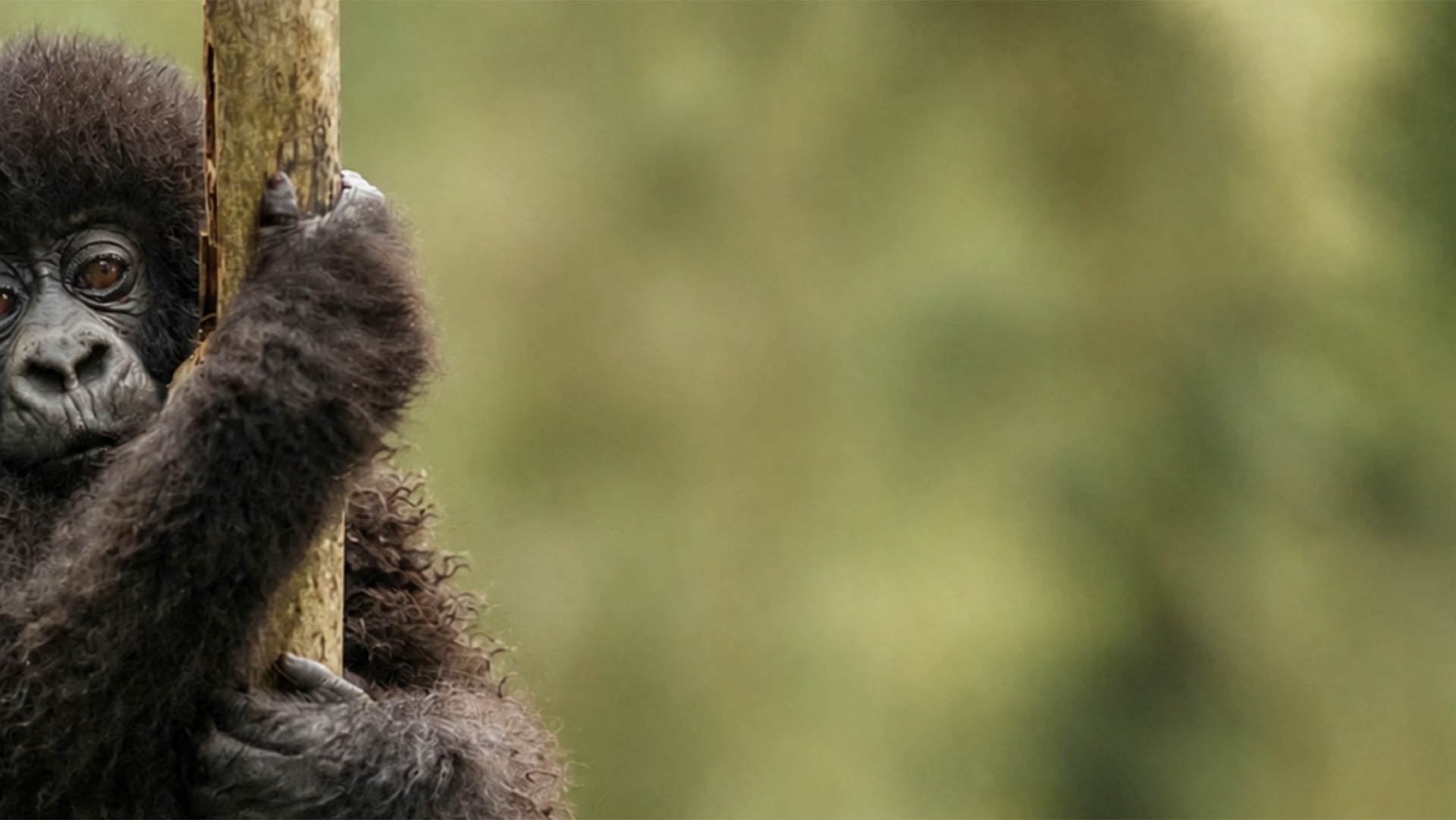 A mountain gorilla looking out from behind a tree in the Rwandan forest