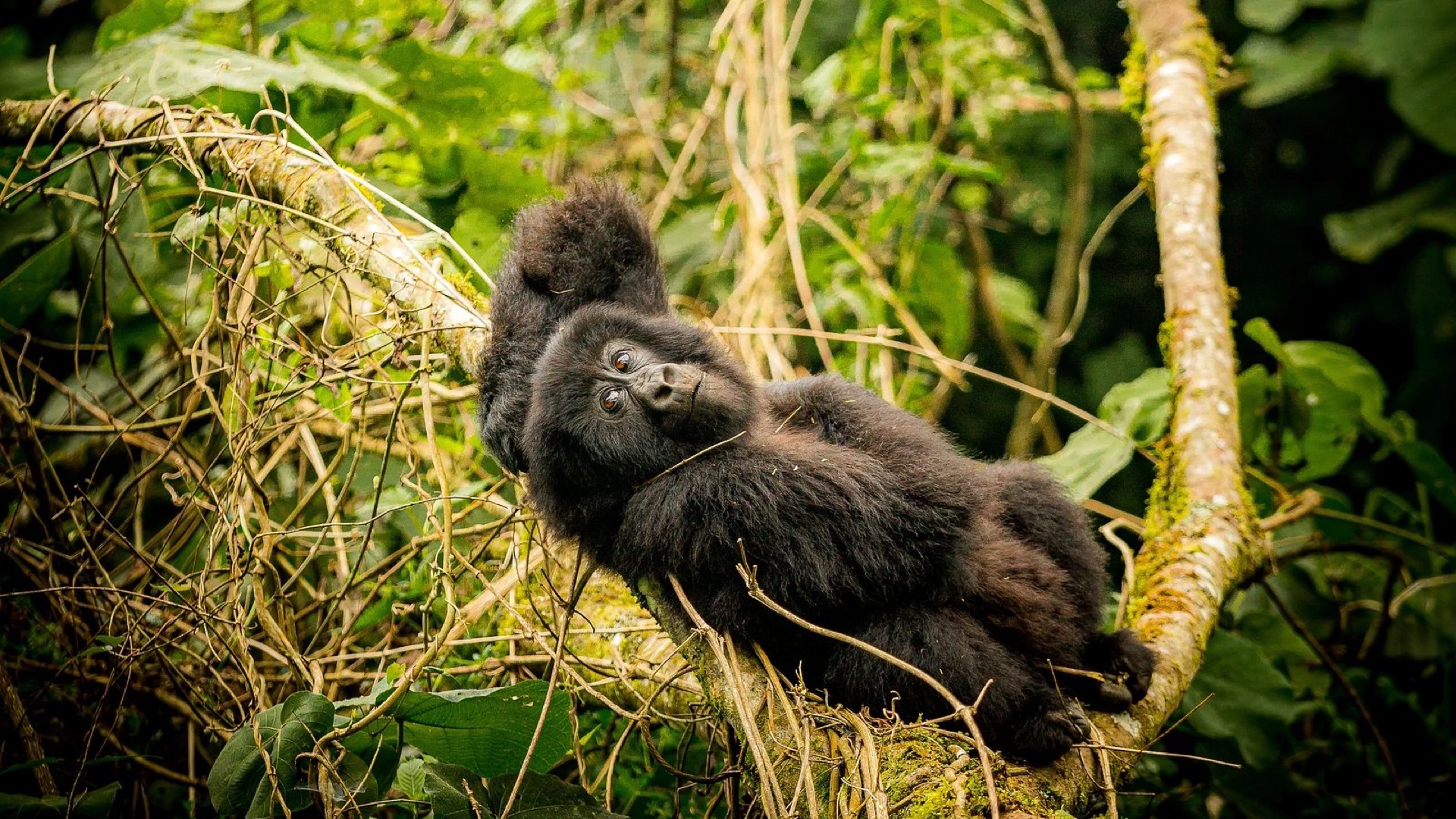 Dense montane forest in Bwindi Impenetrable National Park, Uganda